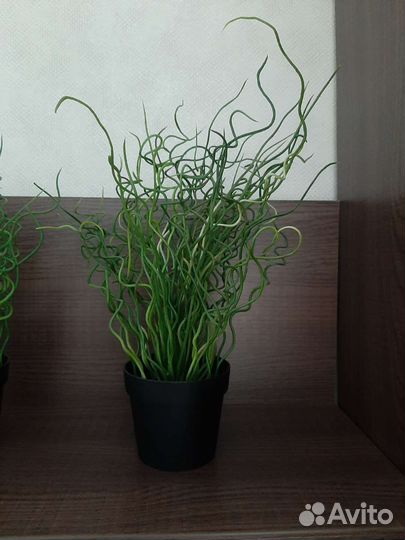 Растение IKEA