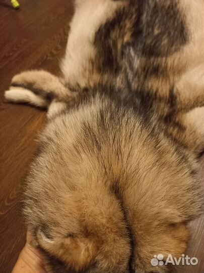 Шкура волка