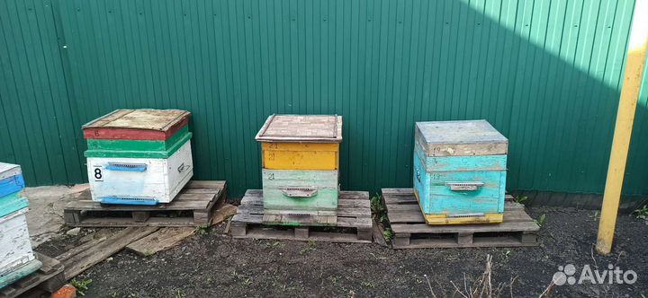 Улья пчелы пасеку