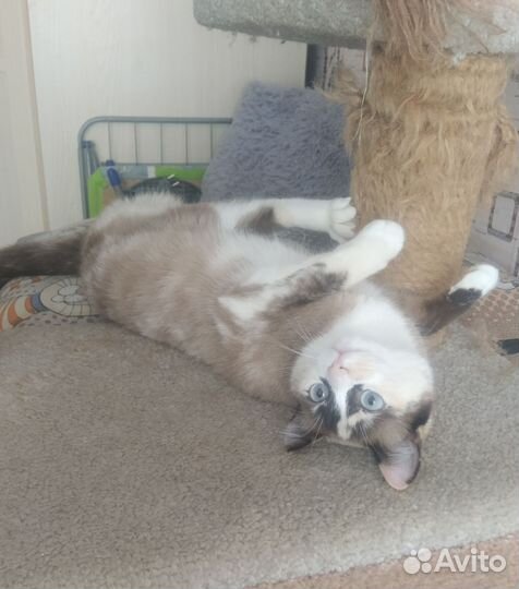 Кошечка Мура в добрые руки