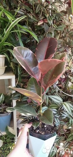 Фикус эластика Белиз