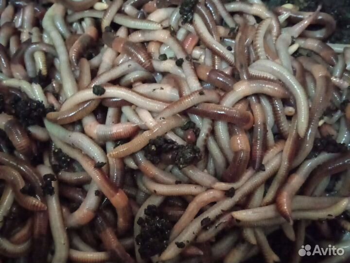 Черви средние и крупные и опарыш для рыбалки