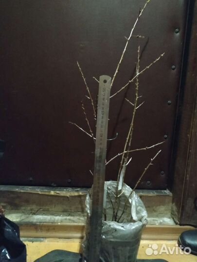 Саженцы облепихи