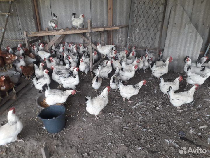 Несушеки Адлеровские и Петушки