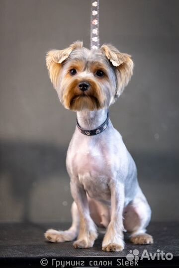 Груминг. Модель на стрижку