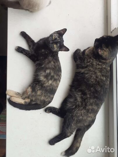 Молодые кошечки в добрые руки