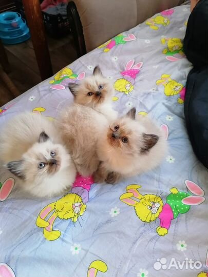 Котята