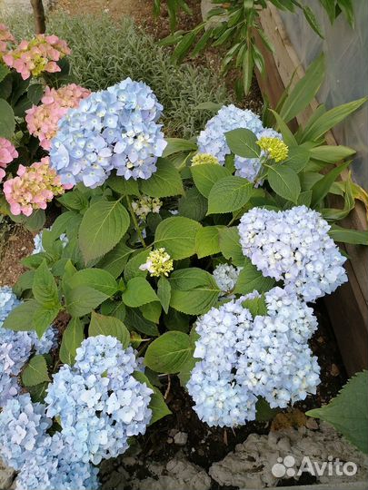 Гортензия крупнолистная Никко блю