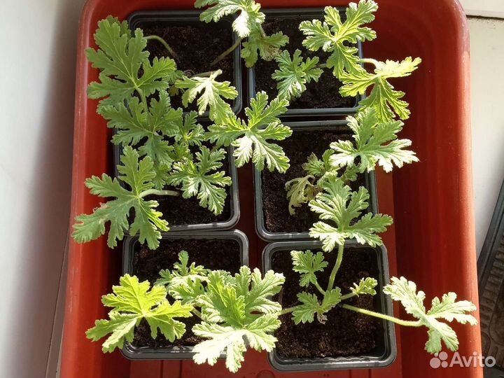 Герань душистая