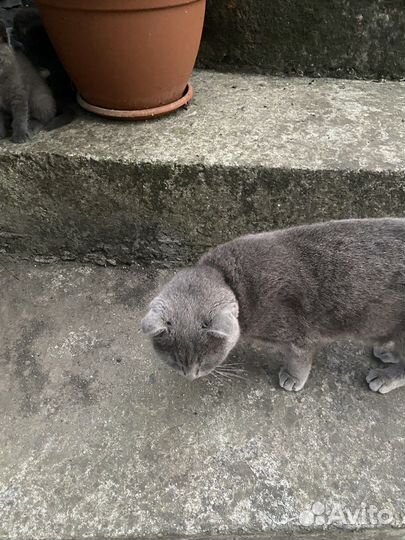 Котята вислоухие