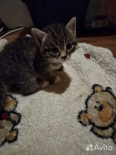 Кошка