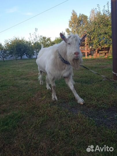 Козел зааненский
