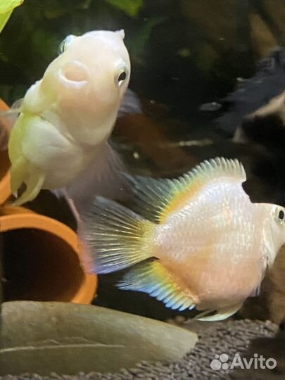 Платиновые попугаи и мальки еллоу