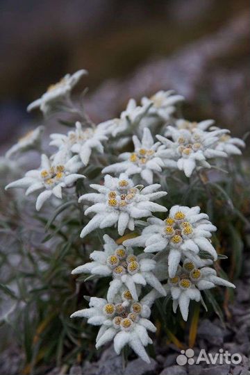 Эдельвейс альпийский Занзи
