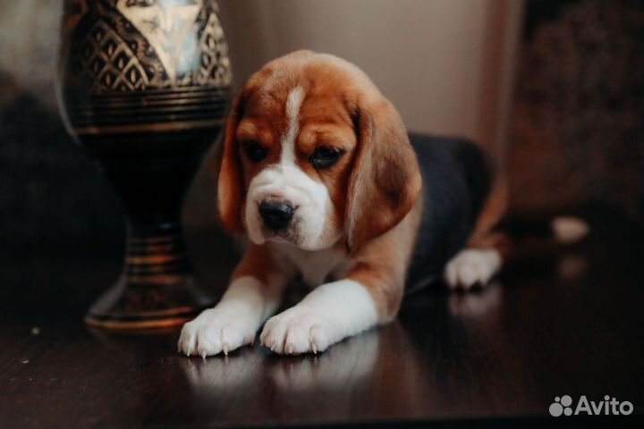 Щенки бигль