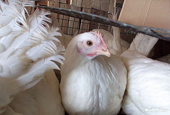 Куры молодки несушки с доставкой