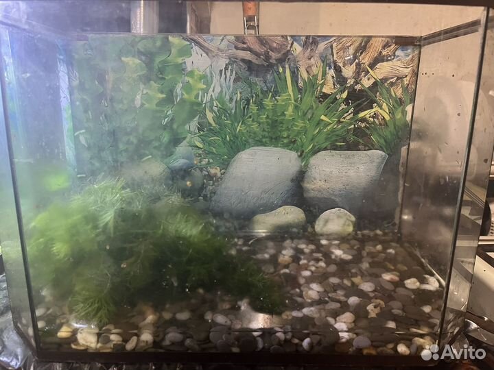Аквариум