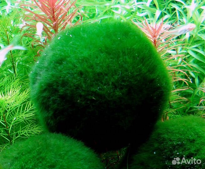 Кладофора, маримо, мох шар