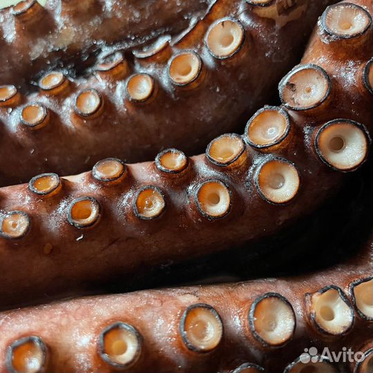 Осьминог песчаный