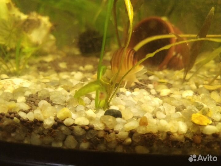 Аквариумные рыбки гаппи, улитки ампулярии