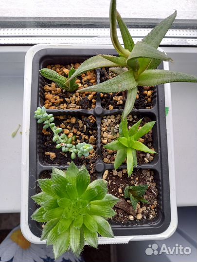 Комнатные растения цветы