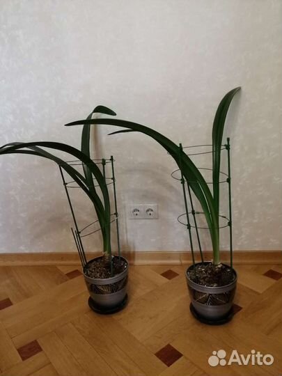 Гиппеаструм амариллис Dancing Queen