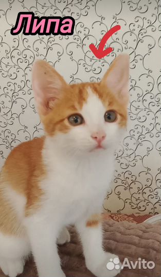 Котёнок девочка Липа