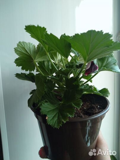 Королевская пеларгония бронь