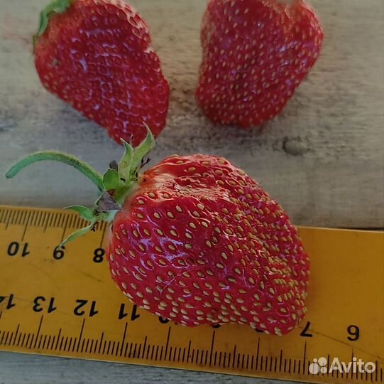 Саженцы клубники