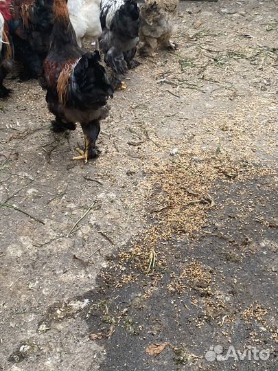 Петухи молодые Брама
