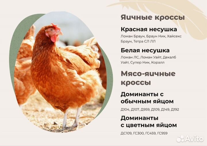 Инкубационное яйцо кур несушек