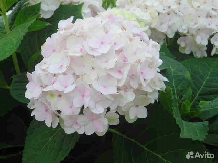 Гортензия крупнолистовая