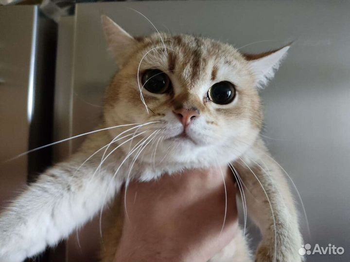 Британская короткошерстная кошка
