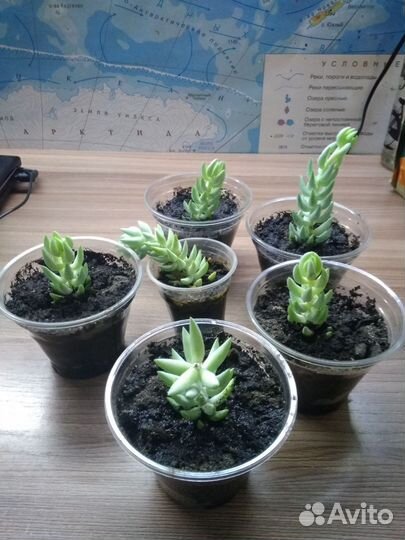 Седум Моргана / Очиток / Суккулент