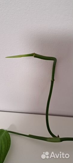 Монстера Эскелето