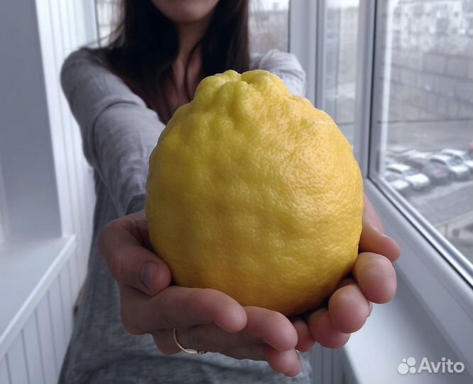 Саженцы комнатного, плодоносящего лимона
