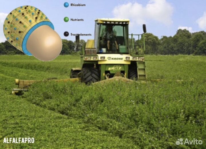 Профессиональные семена люцерны