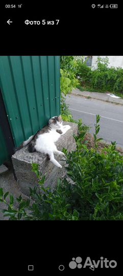 Курильский бобтейл вязка