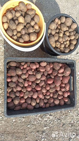 Семенной картофель