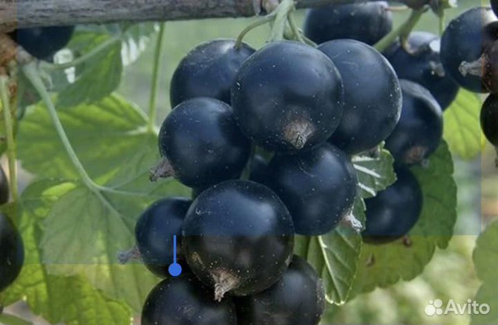 Черная смородина кусты
