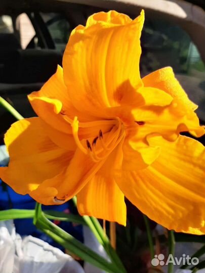 Цветы многолетники: ирисы, лилейники, хосты