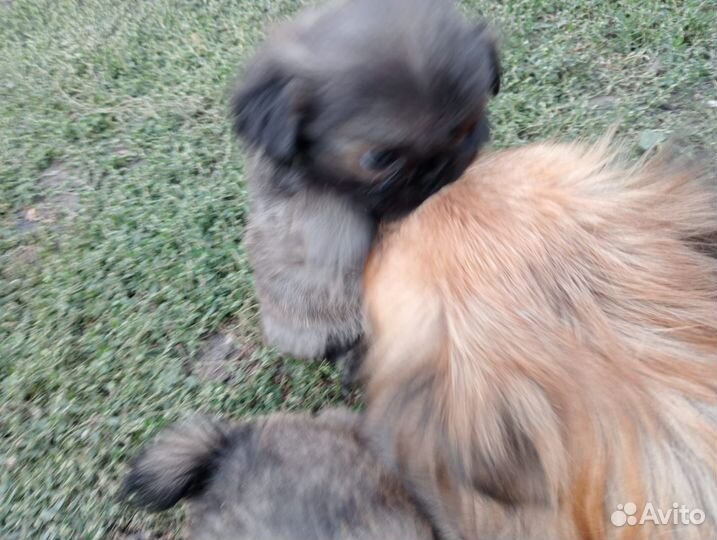 Щенки пекинеса