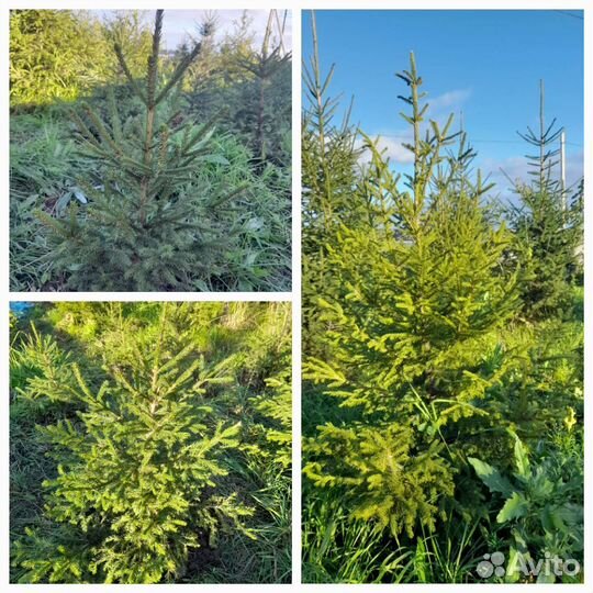 Ель сибирская обыкновенная