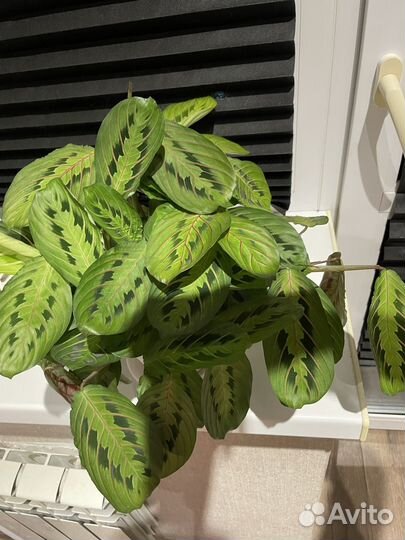 Драцена, ктенанта, гибискус, стрелиция