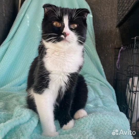 Вислоухий котик Бантик в добрые руки