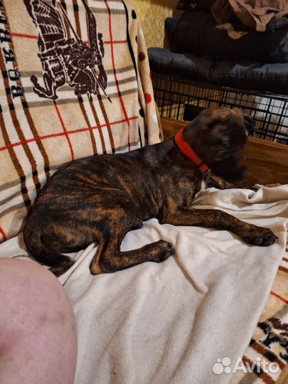 Щенок питбуль