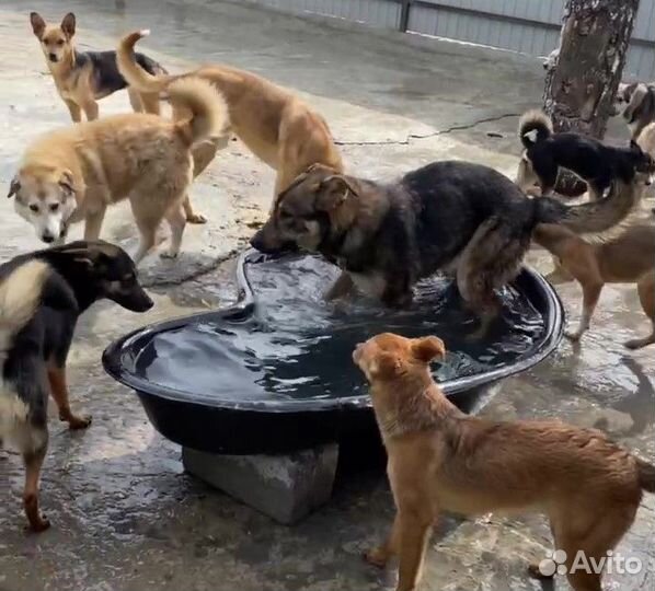 Тедди преданный хозяином надеется на чудо