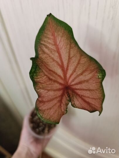 Каладиум красный