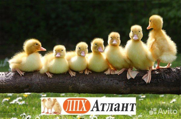 Продажа цыплят