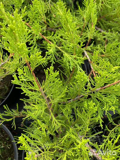 Можжевельник